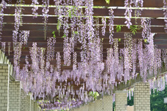 神代植物公園【棚藤の様子(六尺藤)】③20250429