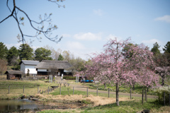 昭和記念公園【こもれびの里：八重紅枝垂れ桜】20230329