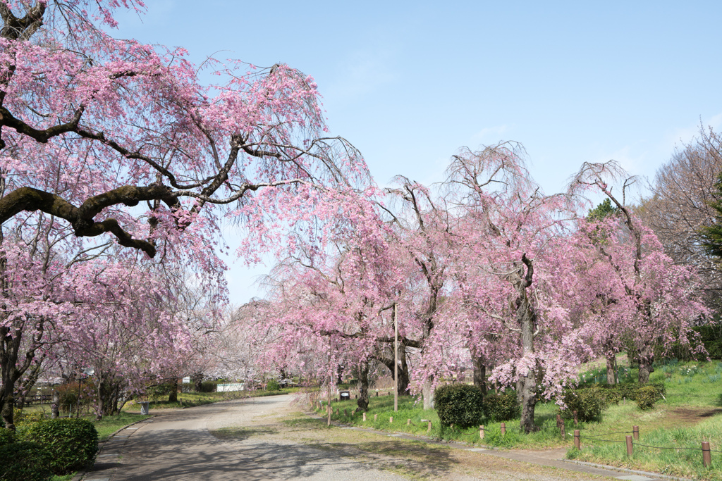 神代植物公園【サクラ：八重紅枝垂桜】①20220331