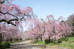 神代植物公園【サクラ：八重紅枝垂桜】①20220331