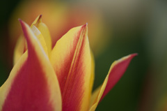 【花菜ガーデン(シネダキング)】②20150404