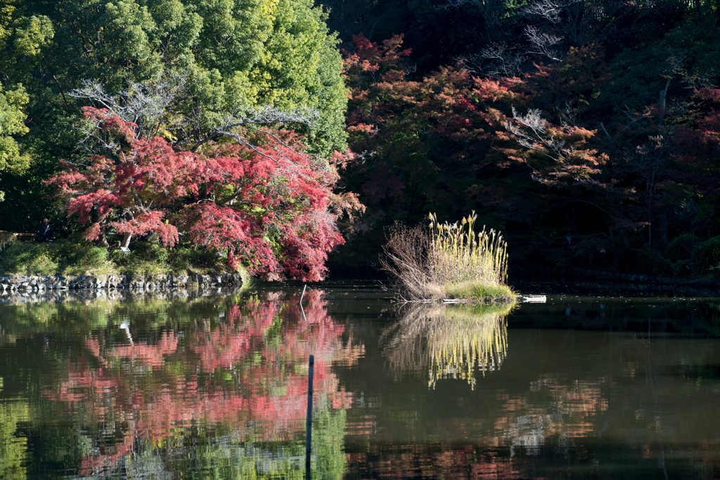 薬師池公園【薬師池と紅葉】④20231119