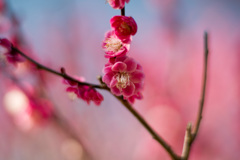 府中市郷土の森【梅：唐梅】④20210223