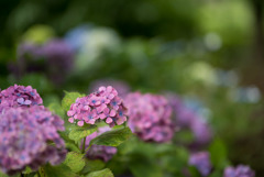 府中市郷土の森【アジサイのピックアップ】⑤20190629