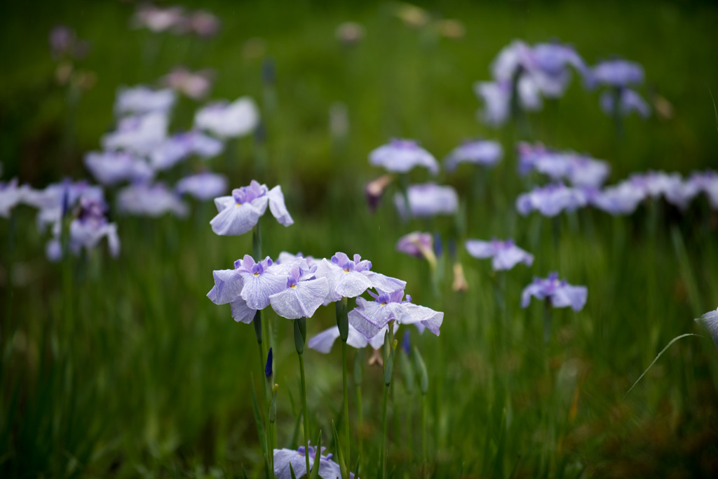 神代植物公園【花菖蒲】③20210606