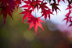 薬師池公園【たいこ橋東側の紅葉】④20181123