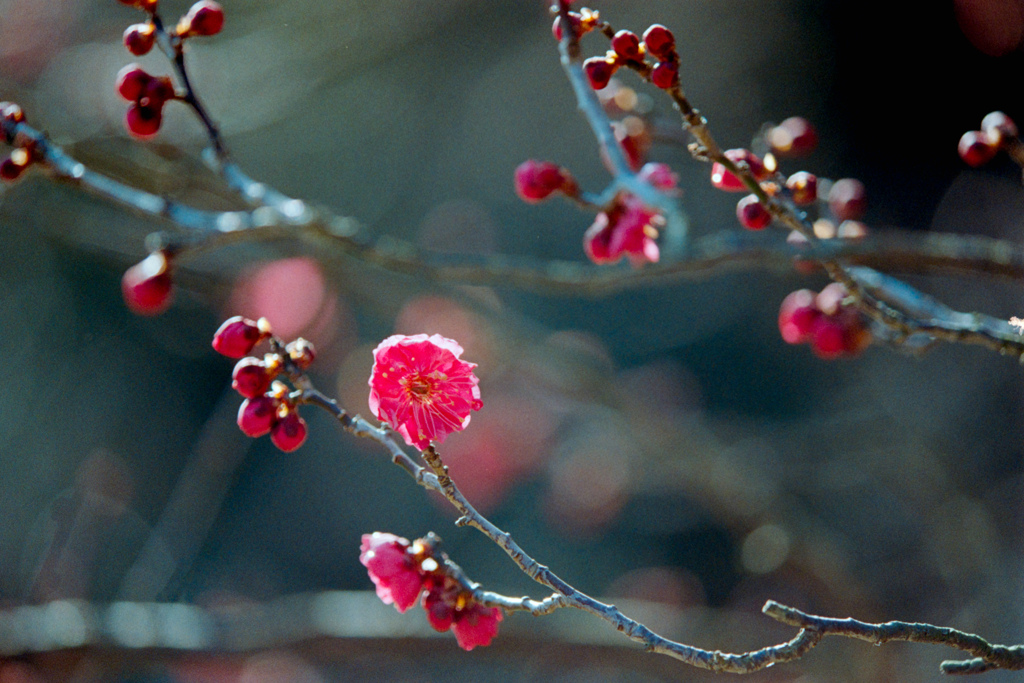 大船フラワーセンター【梅の花：鹿児島紅】②20220211銀塩NLP