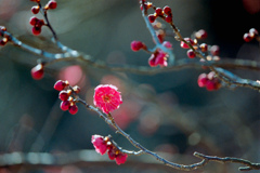 大船フラワーセンター【梅の花：鹿児島紅】②20220211銀塩NLP