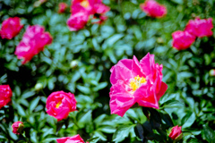 神代植物公園【芍薬：面影】20220430銀塩NLP