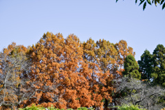 神代植物公園【メタセコイヤ】20241203