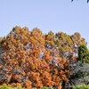 神代植物公園【メタセコイヤ】20241203