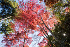 薬師池公園【旧荻野家手前の紅葉】③20171119