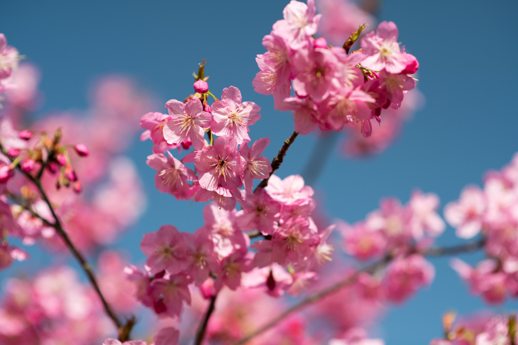 本牧山頂公園【横浜緋桜】②20210317