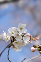 昭和記念公園【桜の園のサクラのアップ】③20200326