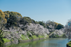 【千鳥ヶ淵緑道の桜】②20200326