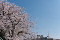 近所のサクラ【国学院大学】③20200404