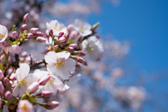 小石川植物園【桜：染井吉野】②20210323