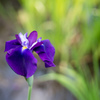 正覚寺【花菖蒲(紫系)】②20220604