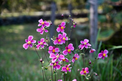 昭和記念公園【こもれびの里の秋明菊】20241002