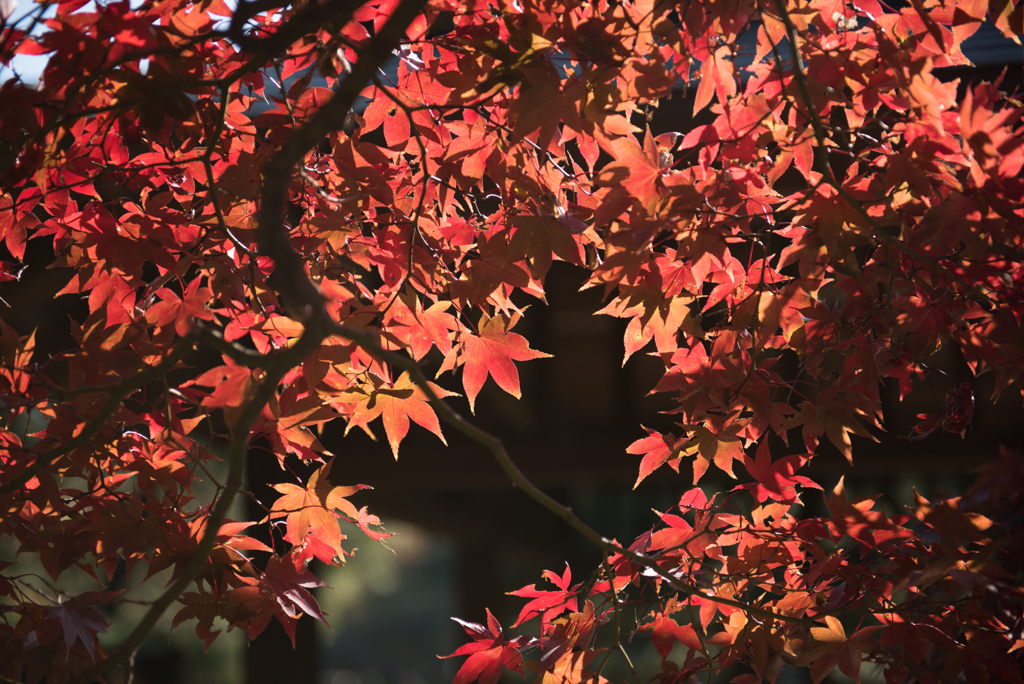 新宿御苑【旧御涼亭の紅葉】②20161126