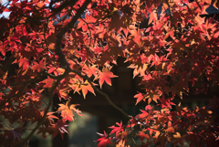 新宿御苑【旧御涼亭の紅葉】②20161126