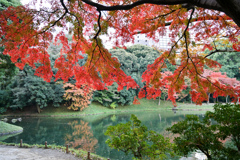 小石川後楽園【舟着付近の紅葉】②20241202