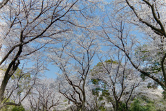 昭和記念公園【桜の園の眺め】④20190406