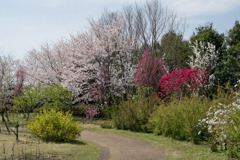 春の花菜ガーデン【春告げの小道： サクラとハナモモ】②20200403