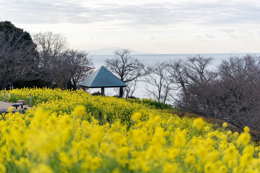 吾妻山公園【菜の花畑：Tamron 90mm f2.8】20190104