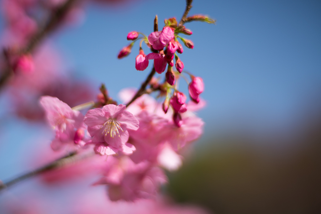 本牧山頂公園【横浜緋桜】⑤20210317