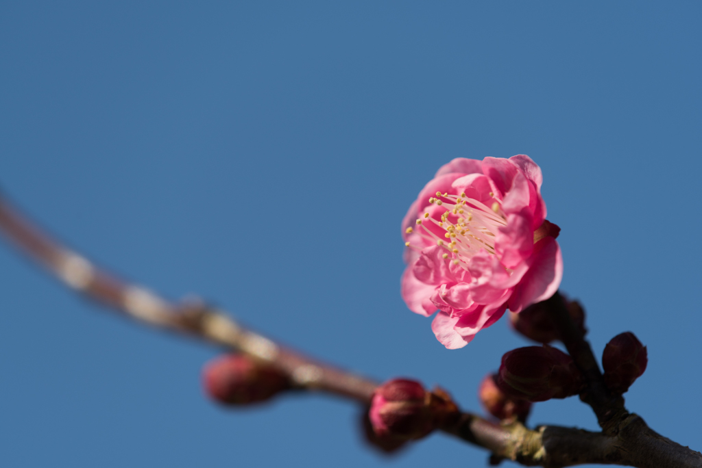 小田原フラワーガーデン【梅：八重寒紅】④20170107