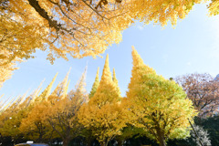 神宮外苑【いちょう並木】③20251124