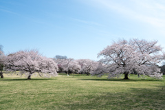 昭和記念公園【桜の園：桜の近景】②20220402