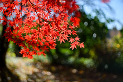 新宿御苑【広場沿いの紅葉】③20241206