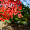 新宿御苑【広場沿いの紅葉】③20241206
