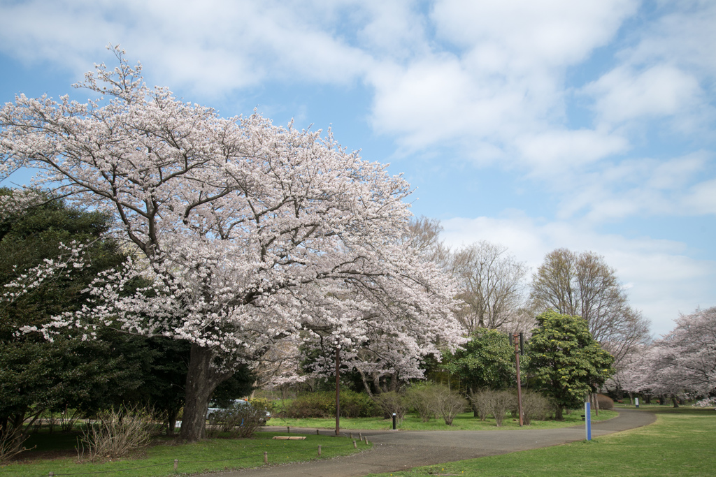 昭和記念公園【道沿いの染井吉野】①20230329