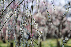府中市郷土の森【梅の花：月影枝垂】①20200224