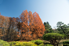 神代植物公園【メタセコイヤの紅葉】①20191214
