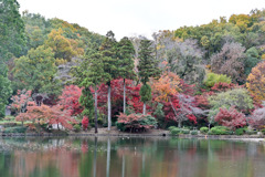 薬師池公園【薬師池と紅葉】③20251119