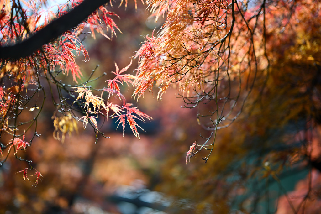 新宿御苑【中の池付近のタムケヤマ①  】③20251124