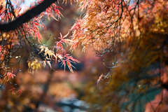 新宿御苑【中の池付近のタムケヤマ①  】③20251124