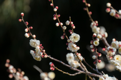 神代植物公園【梅：白難波】③