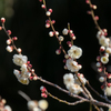 神代植物公園【梅：白難波】③