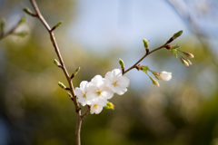 本牧山頂公園【大島桜】⑥20210317