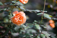 花菜ガーデン【秋パラ：アバウト・フェイス】20251027