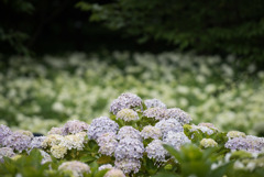 相模原北公園【紫陽花：ホンアジサイ】20180617