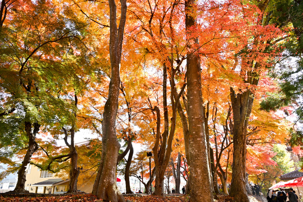 富士五湖の紅葉【河口湖：もみじ回廊】④20251116