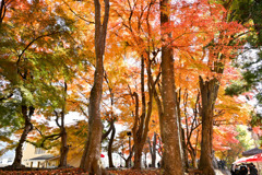 富士五湖の紅葉【河口湖：もみじ回廊】④20251116