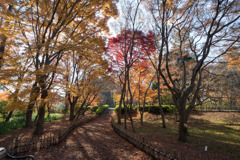 神代植物公園【かえで園： 神代小橋付近】③20191214
