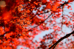 薬師池公園【薬医門への道沿いの紅葉】④20241130